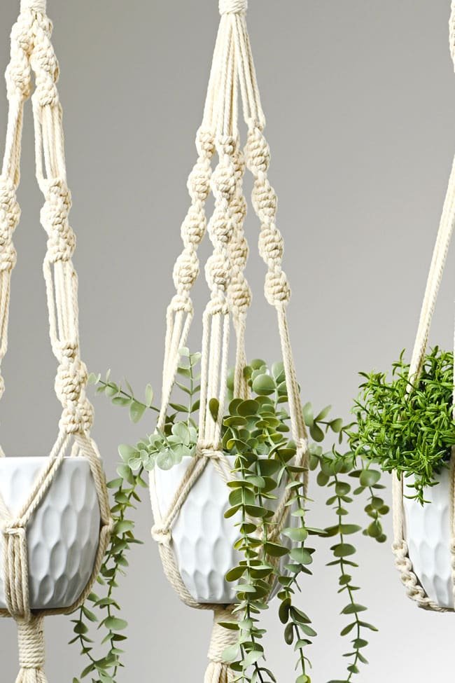 Plants in macrame hanging planters