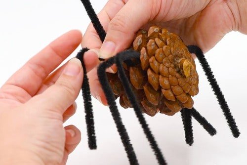 Pine Cone Spider