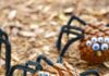 Pine Cone Spider Craft Pine cone spider with pipe cleaner legs and googly eyes
