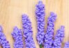 How to Crochet Lavender: Simple DIY Guide Bundle of crochet lavender flowers on a wood background