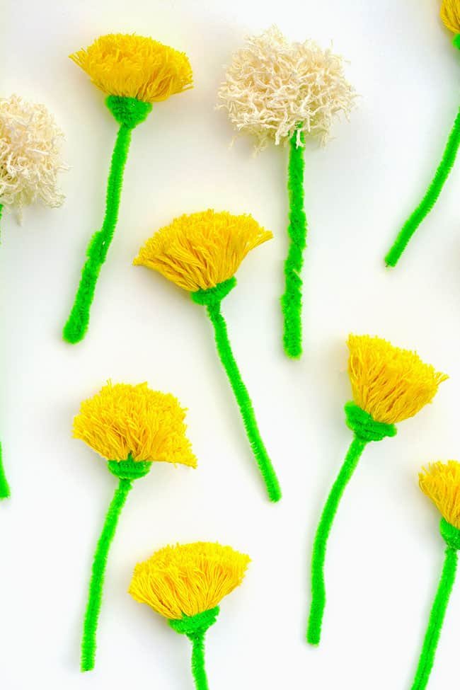 Group of pom pom flowers on a white background