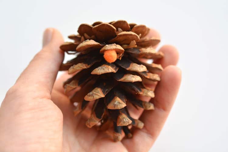 These pom pom and pinecone ornaments are SO EASY! They're a great craft for both kids and adults and they end up looking surprisingly beautiful!